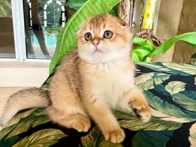 Scottish Fold Golden  Male - Scottish Fold - Gallery Photo #1