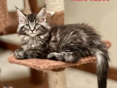 Mila X Banner - Maine Coon - Gallery Photo #1