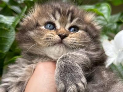 Tiffany BestKitty Scottish Fold Female - Scottish Fold - Gallery Photo #1