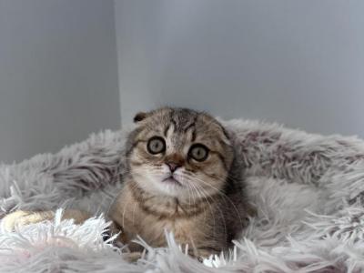 Purebred Scottish Fold Female - Scottish Fold - Gallery Photo #1