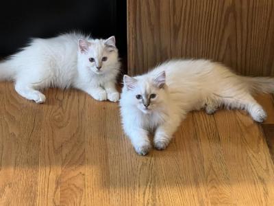 Parker And Peter - Ragdoll - Gallery Photo #1