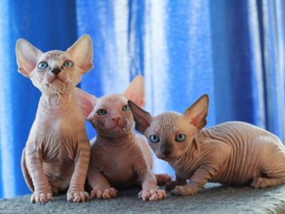 Sphynx Kittens - Sphynx - Gallery Photo #1