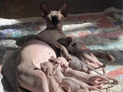 Sphynx Kitten - Sphynx - Gallery Photo #1