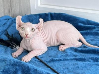 Elf Kittens - Sphynx - Gallery Photo #1