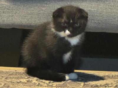 Baby Boy - Scottish Fold - Gallery Photo #1