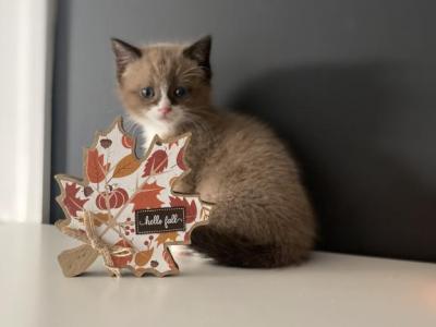 Pink Collar - Ragdoll - Gallery Photo #1