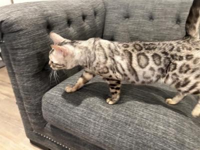 Silver Spotted Taby - Bengal - Gallery Photo #1