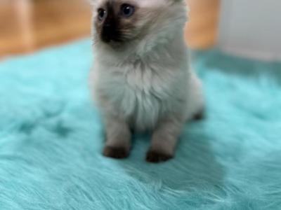 Yellow Collar Female - Ragdoll - Gallery Photo #1