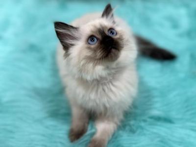 Gray Collar Female - Ragdoll - Gallery Photo #1