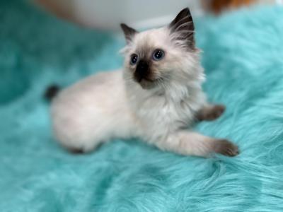 Brown Collar Male - Ragdoll - Gallery Photo #1