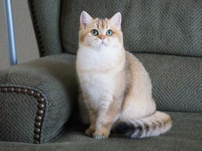 Dilara Shantaren Shakh Ny11 Color - British Shorthair - Gallery Photo #1