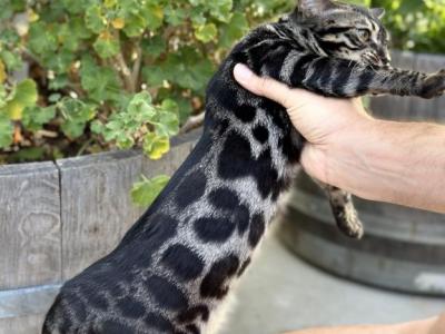 Cherry Bengal Kitten - Bengal - Gallery Photo #1