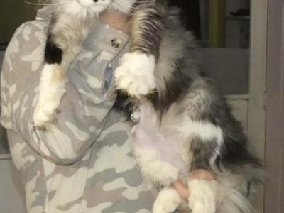 Bomb Leia - Maine Coon - Gallery Photo #1