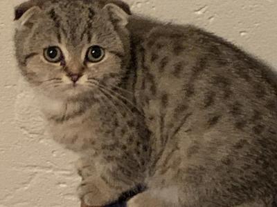 Tiger Cubs - Scottish Fold - Gallery Photo #1