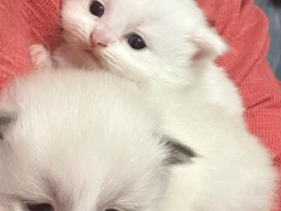 Ragdoll Kittens - Ragdoll - Gallery Photo #1