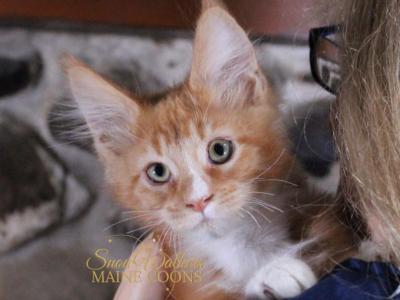 McGregor - Maine Coon - Gallery Photo #1