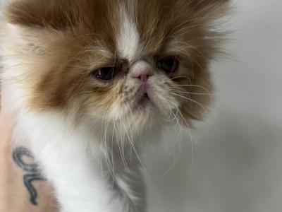 Persians Cat - Persian - Gallery Photo #1