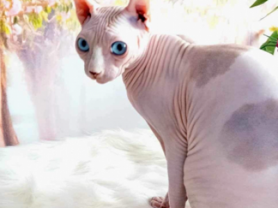 Angelina Dbe Program Imported From Europe - Sphynx - Gallery Photo #1