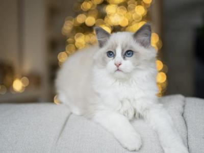 Ragdoll Kittens - Ragdoll - Gallery Photo #1