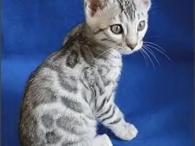 Fashionkitties - Bengal - Gallery Photo #1