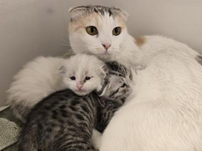 Sugar's Second Litter Scottish Folds - Scottish Fold - Gallery Photo #1