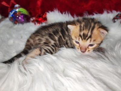 Noel Brown Rosette Available Female - Bengal - Gallery Photo #1