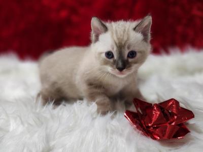 Tundra  Snow Seal  Solid Lynx Point Male - Bengal - Gallery Photo #1