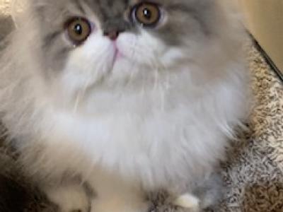 Blue And White Male Persian - Persian - Gallery Photo #1