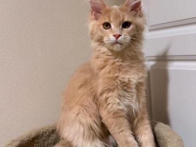 Mainecoon Kitten Female - Maine Coon - Gallery Photo #1