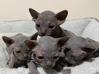 CatLuvCattery - Sphynx - Gallery Photo #1