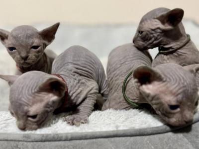 CatLuvCattery - Sphynx - Gallery Photo #1