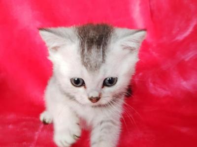 Golden Silver Chinchilla - British Shorthair - Gallery Photo #1