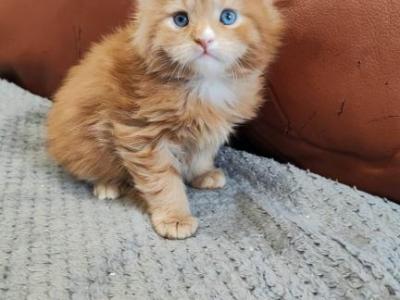 Marcus Blue Eyes Maine Coon - Maine Coon - Gallery Photo #1