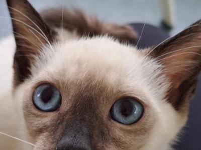 No Name - Siamese - Gallery Photo #1