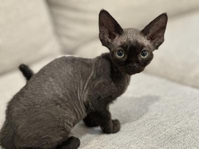 Sophia - Devon Rex - Gallery Photo #1