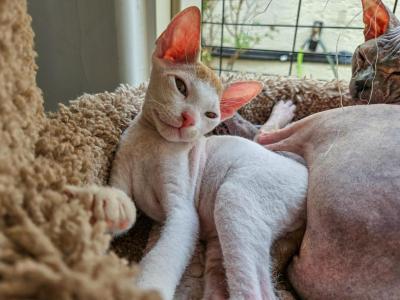 Latte - Sphynx - Gallery Photo #1