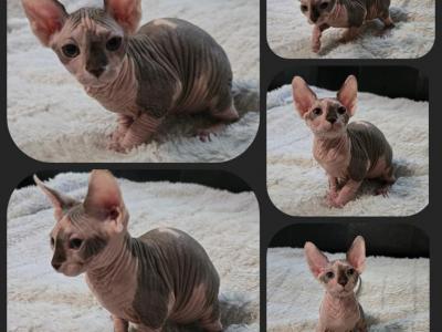 Female 3 - Sphynx - Gallery Photo #1