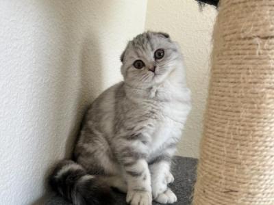 Mika - Scottish Fold - Gallery Photo #1