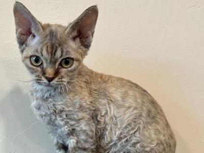 Devon Rex - Devon Rex - Gallery Photo #1