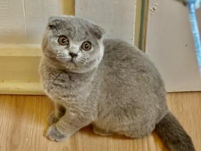 Cloudy Girl - Scottish Fold - Gallery Photo #1