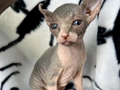 Elf Sphynx - Sphynx - Gallery Photo #1