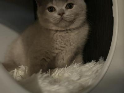 Female British Shorthair - British Shorthair - Gallery Photo #1