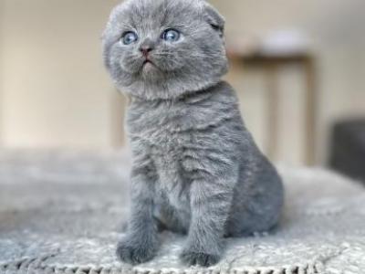 Blue - Scottish Fold - Gallery Photo #1