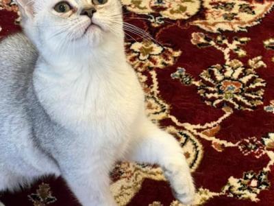 Bitish Short Hair  Silver - British Shorthair - Gallery Photo #1