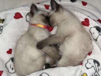 Coco - Siamese - Gallery Photo #1