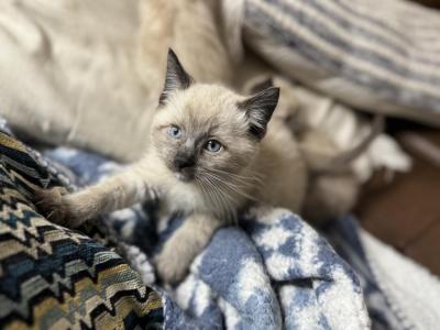 Ragamese Kittens - Ragdoll - Gallery Photo #1