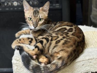 Bengal Me - Bengal - Gallery Photo #1