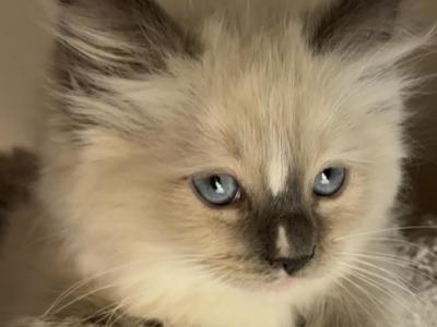 Star - Ragdoll - Gallery Photo #1