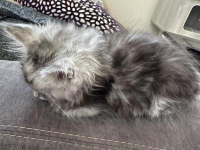 Silver Shaded - Maine Coon - Gallery Photo #1