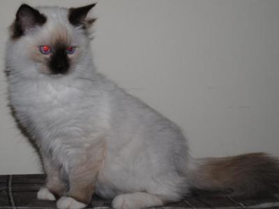 Hailey - Ragdoll - Gallery Photo #1